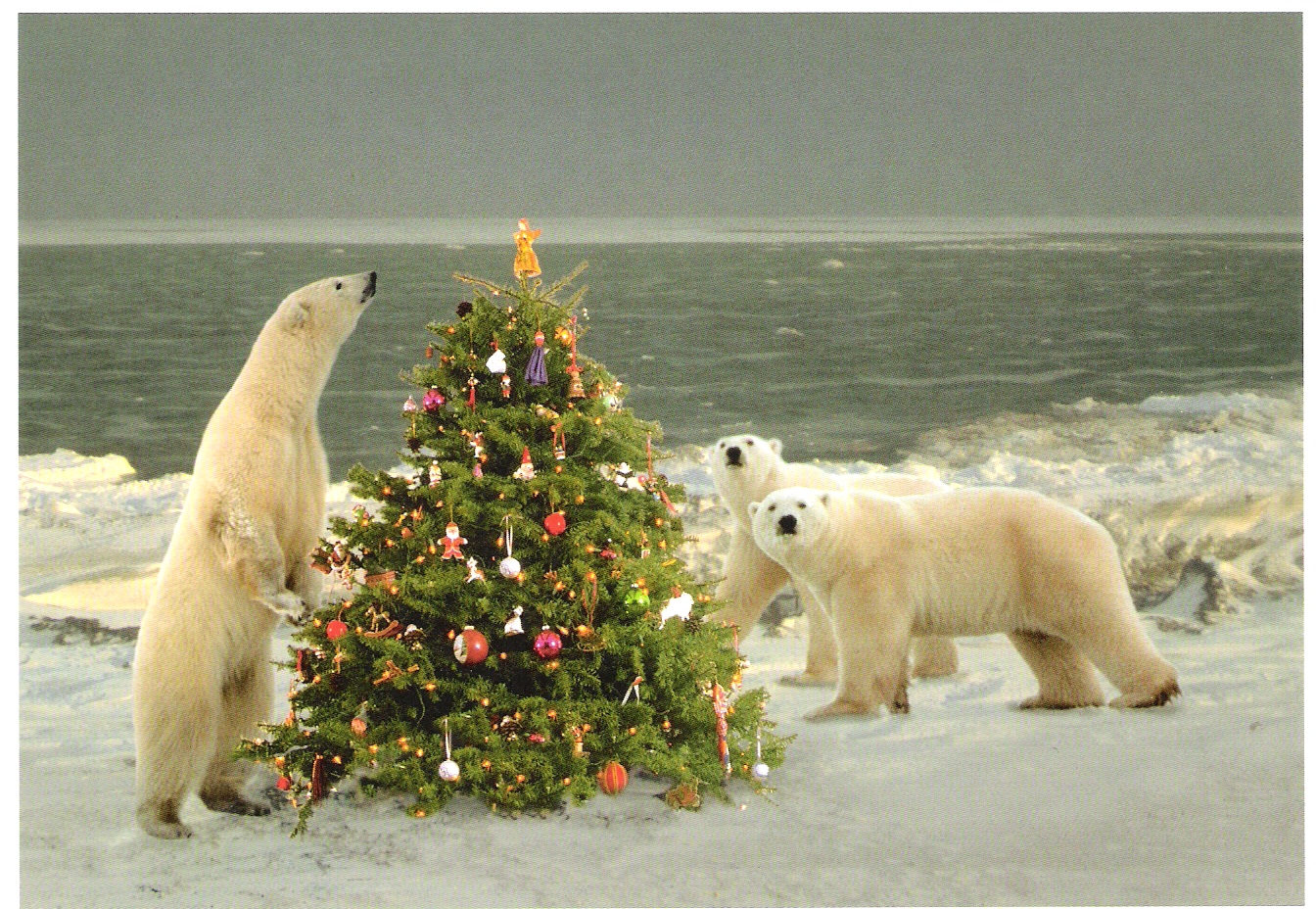polar-bear-xmas1.jpg